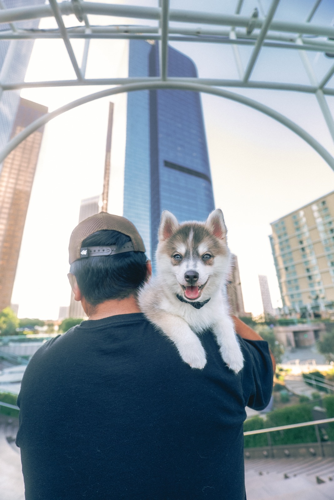 Rocket the Pomsky riding on Andy's shoulder near Angels Flight in downtown Los Angeles