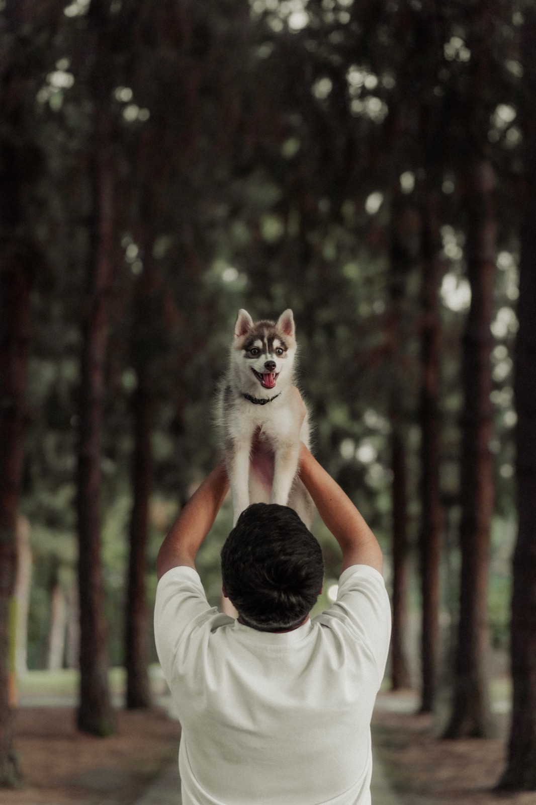 Rocket the Pomsky puppy smiling during an evening adventure in Los Angeles